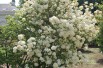 Viorne boule de neige