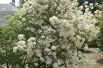 Viorne boule de neige