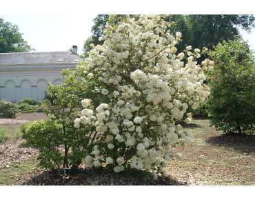 Snowball tree