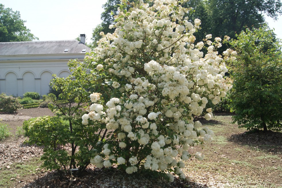 Snowball tree Snowball tree