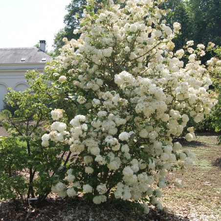 Snowball tree