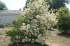Snowball tree