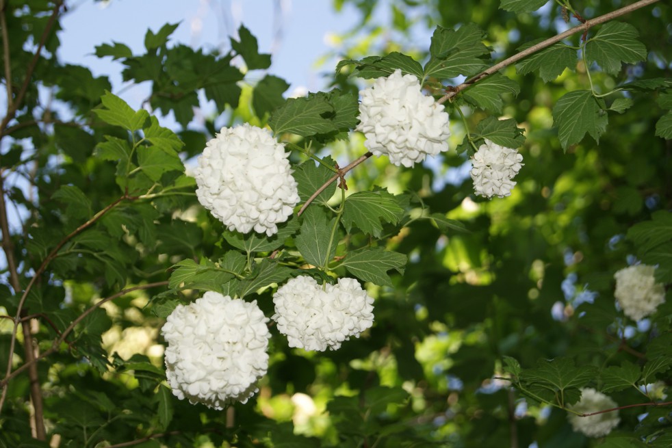 Snowball tree Snowball tree