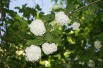 Viorne boule de neige