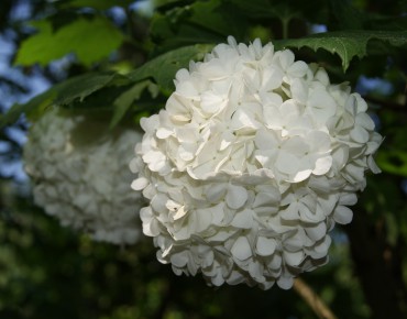 Snowball tree