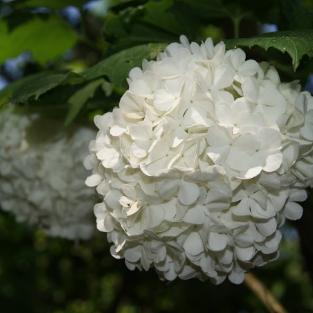 Snowball tree