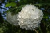 Viorne boule de neige