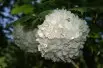 Viorne boule de neige