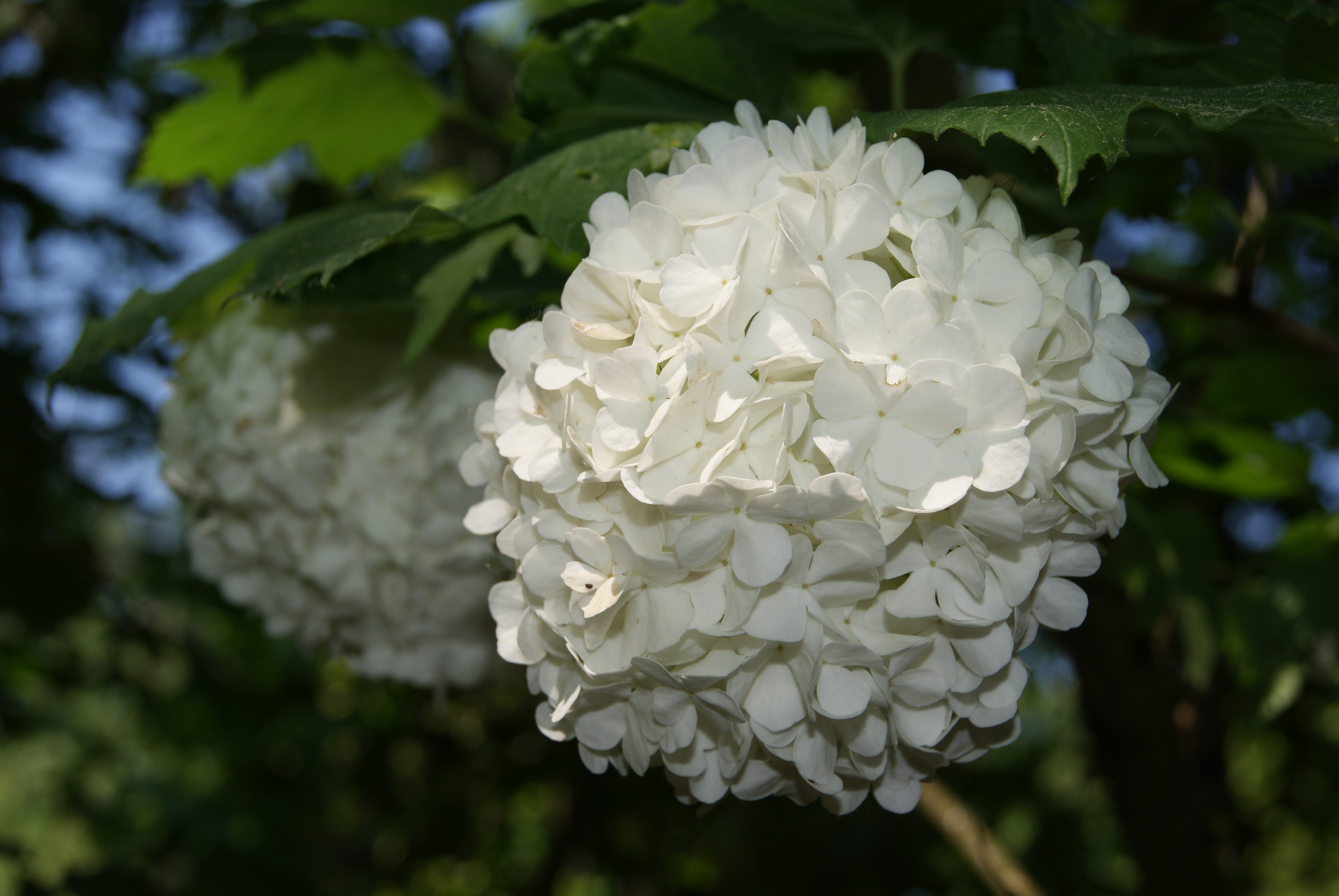 Viorne boule de neige