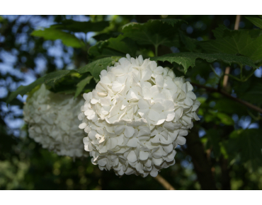 Snowball tree