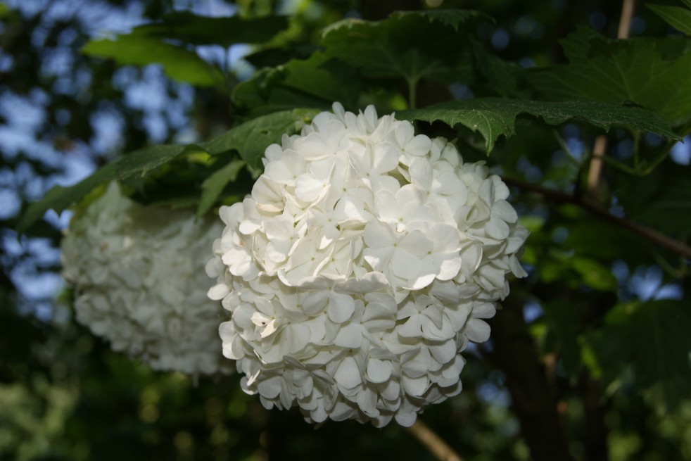Viorne boule de neige