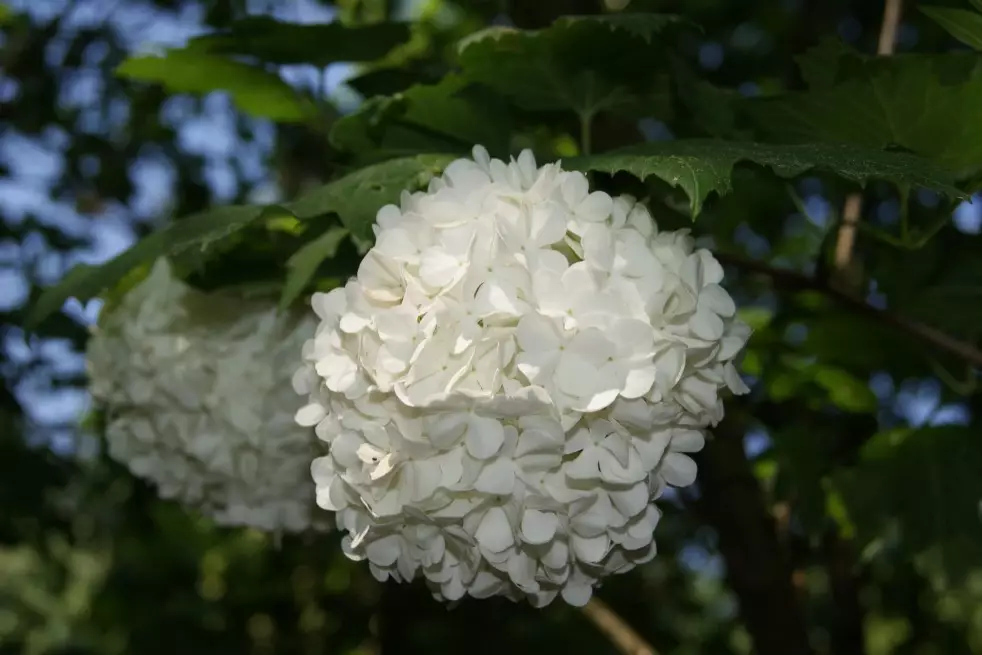 Viorne boule de neige