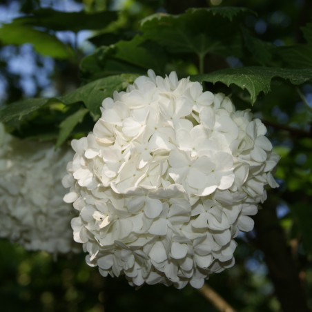 Snowball tree