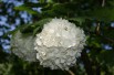Viorne boule de neige