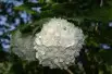 Viorne boule de neige