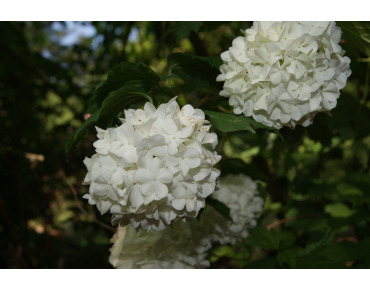 Snowball tree