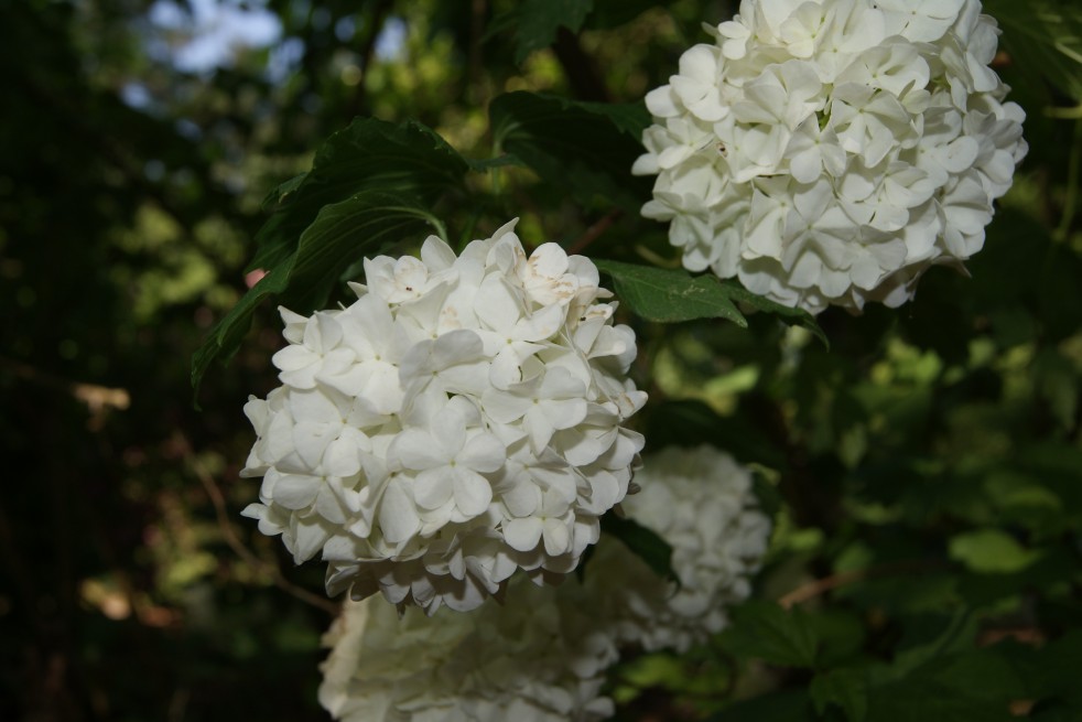 Snowball tree Snowball tree