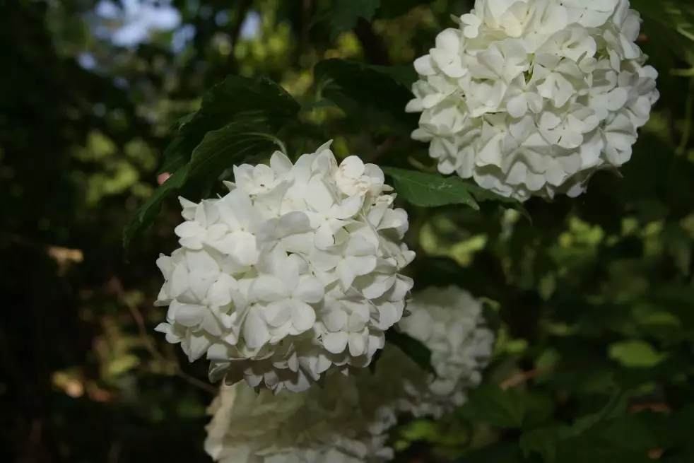 Viorne boule de neige