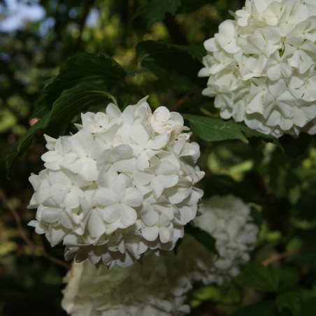 Viorne boule de neige