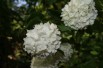 Viorne boule de neige