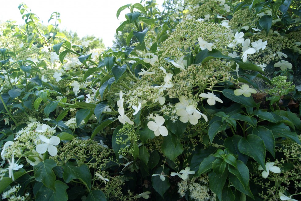 Hortensia grimpant