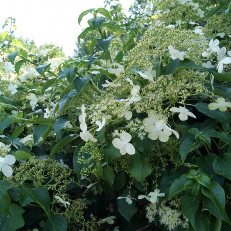 Hortensia grimpant