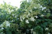 Climbing hydrangea