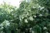Klimhortensia