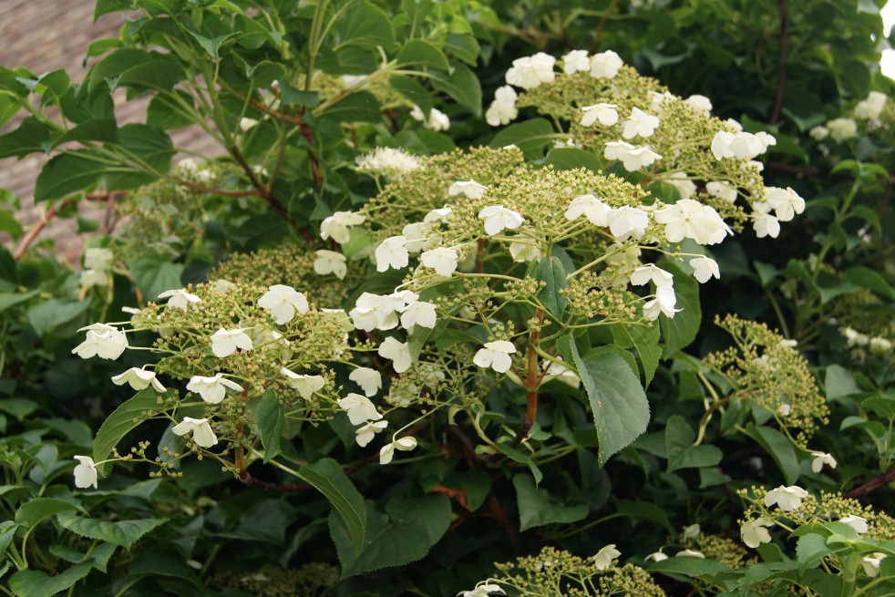 Hortensia grimpant