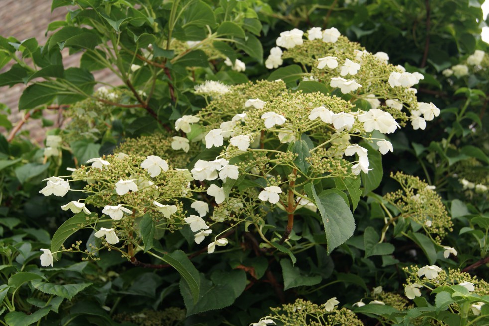 Hortensia grimpant Hortensia grimpant