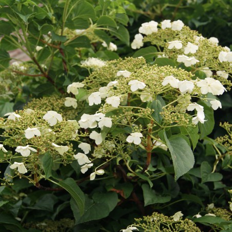 Hortensia grimpant