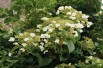 Climbing hydrangea
