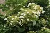 Klimhortensia