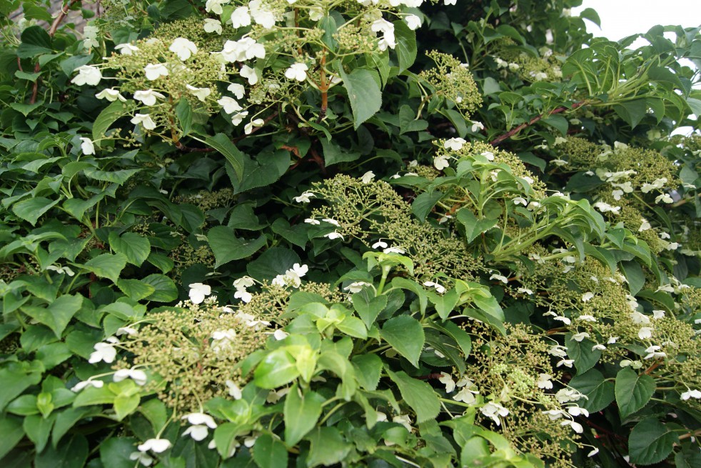 Climbing hydrangea