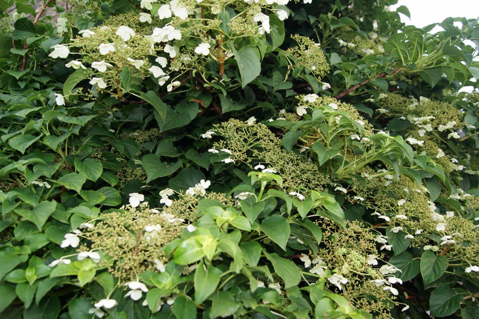 Hortensia grimpant