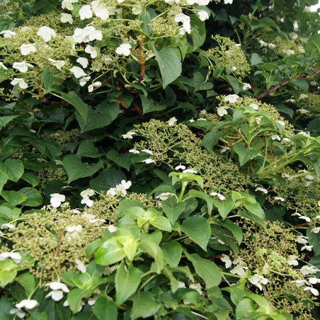 Climbing hydrangea