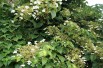 Climbing hydrangea