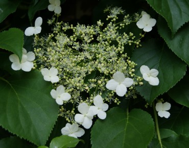 Hortensia grimpant