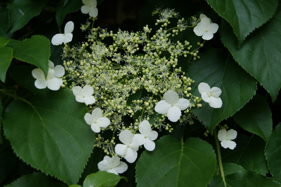 Climbing hydrangea