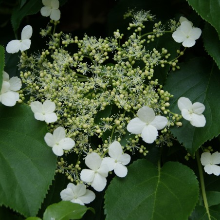 Hortensia grimpant