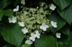 Climbing hydrangea