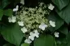 Hortensia grimpant