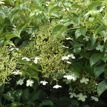 Hortensia grimpant