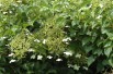 Climbing hydrangea