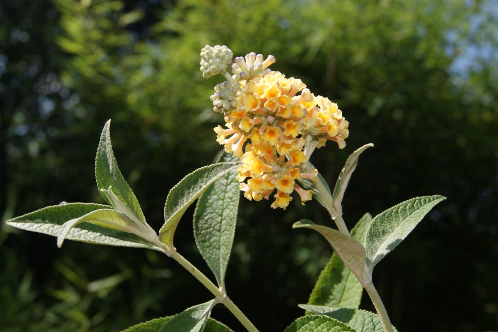 Arbre aux papillons, jaune