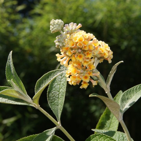 Butterfly-bush, yellow
