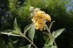 Butterfly-bush, yellow