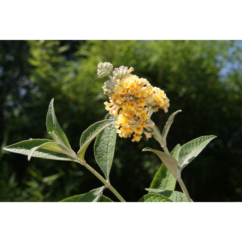 Butterflybush Buddleia Weyeriana Sungold