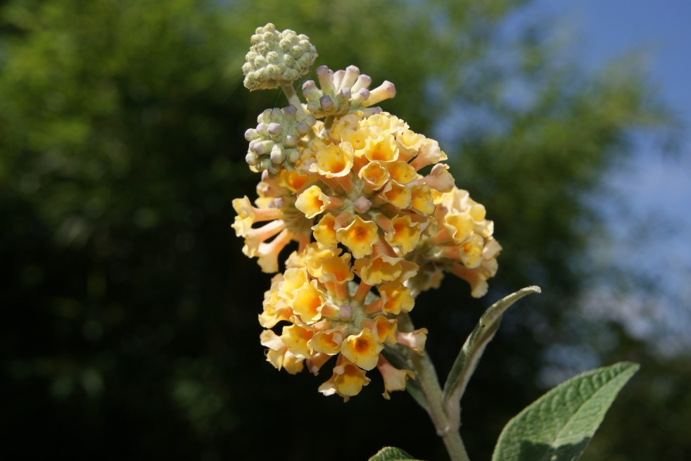 Arbre aux papillons, jaune