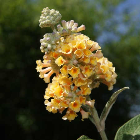 Arbre aux papillons, jaune